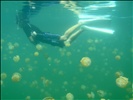 Snorkeling with Jellyfish
